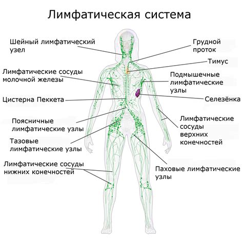 Роль внутрилегочных лимфатических узлов