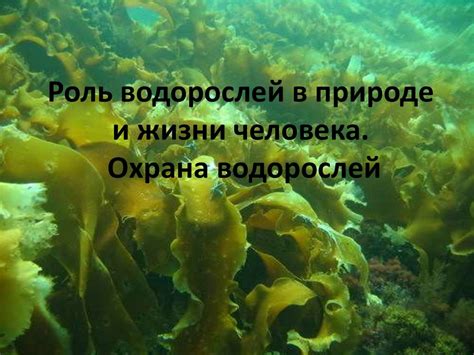 Роль водорослей в символике снов