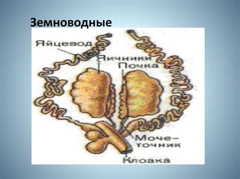 Роль в животном организме