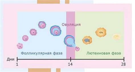 Роль в менструальном цикле