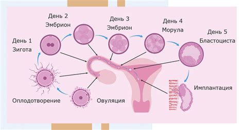 Роль в процессе зачатия