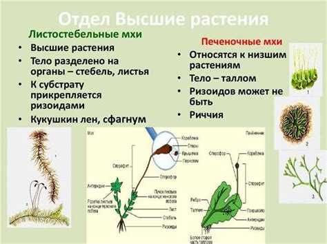 Роль гаметофитов в экосистеме и сохранении биоразнообразия