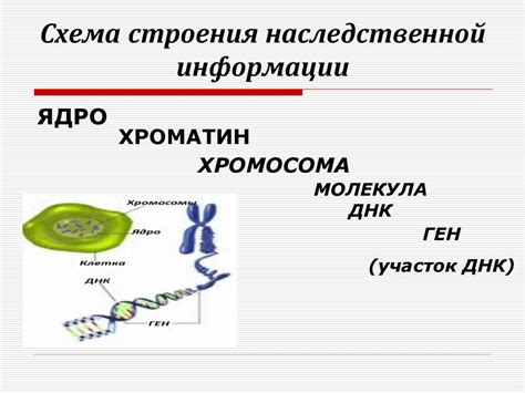 Роль генетического кода в организме