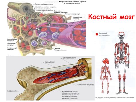 Роль гипоклеточного костного мозга для организма