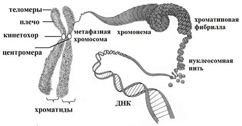 Роль гистонов и хроматиновых модификаций в деконденсации хромосом