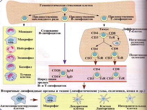 Роль глутатиона в иммунной системе