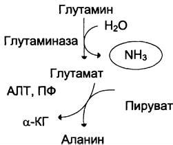 Роль глутатиона и глутамина в организме