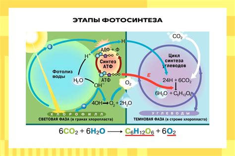 Роль глюкозы в процессе фотосинтеза