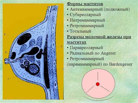 Роль голоядерных клеток в молочной железе