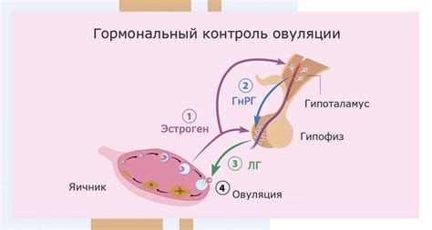 Роль гормона ЛГ в репродуктивной системе