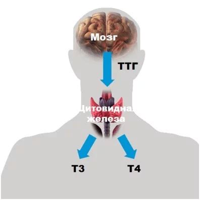 Роль гормона Т4 в организме мужчин