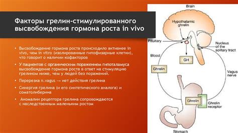 Роль гормона грелин в регуляции веса