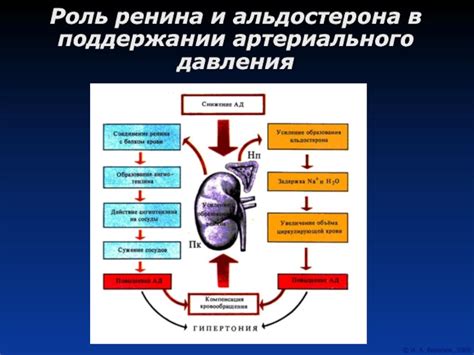 Роль гормонов альдостерона и ангиотензина в поддержании артериального давления