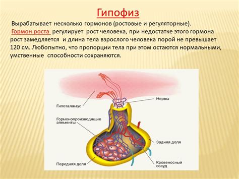 Роль гормонов в изменении поведения