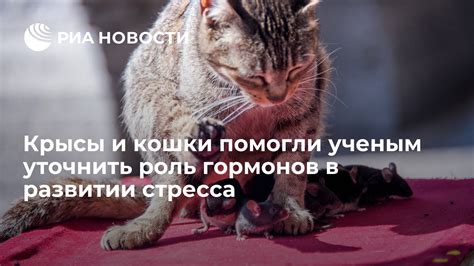 Роль гормонов в поведении кошки