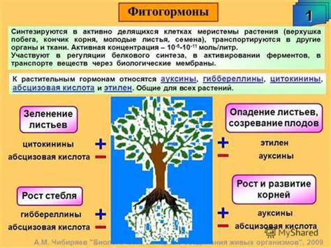 Роль диаметра в росте и развитии растений