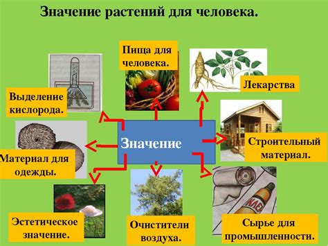 Роль жилок в физиологии растений