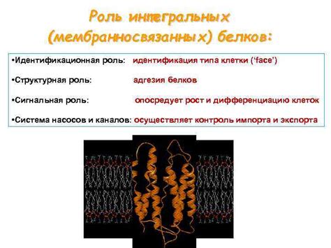 Роль интегральных белков в развитии и заболеваниях