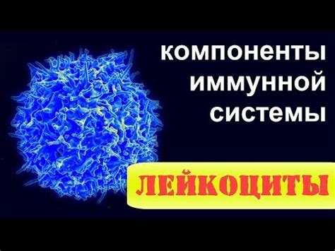 Роль и значение иммунной системы