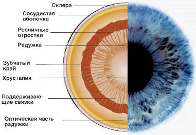 Роль и значение круга вокруг радужки глаза