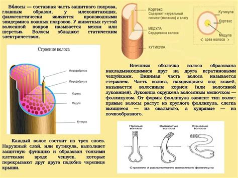 Роль и значение стержня для человека