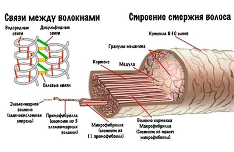 Роль и значения снов о волосах в пище