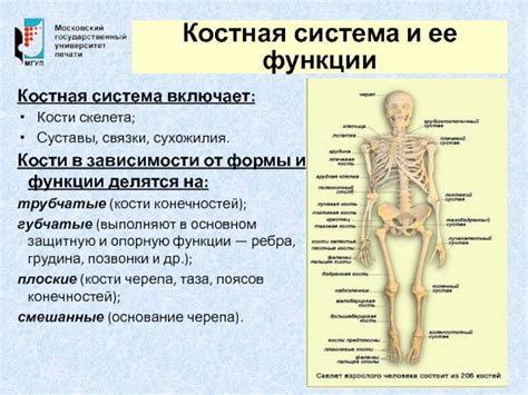 Роль и функции костной системы в туловище