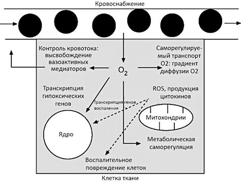 Роль кислорода в организмах и биологические процессы