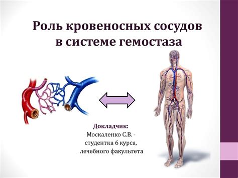 Роль кровеносных сосудов в сердечном цикле