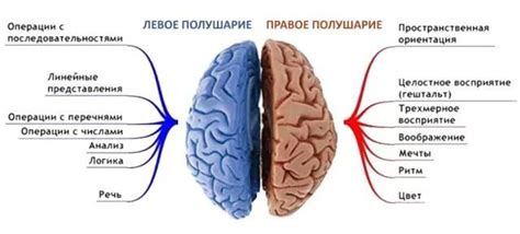 Роль левого полушария головного мозга в формировании личности и поведения