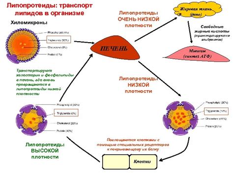 Роль липопротеидов низкой плотности в организме