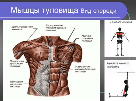 Роль медиальной группы мышц в организме