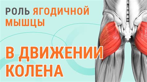 Роль медиальной мышцы в движении тела