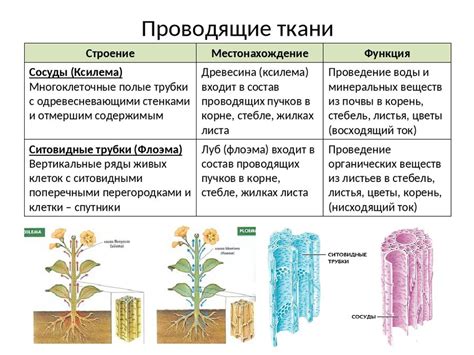 Роль меристематических тканей в росте растений: