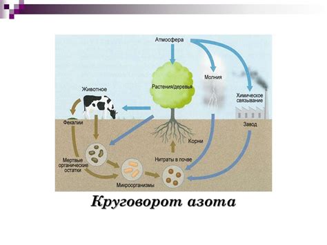 Роль микроорганизмов в образовании коричневого оттенка