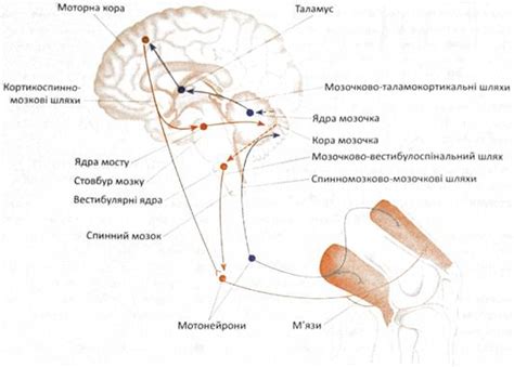 Роль мозжечка в координации движений