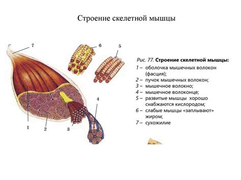 Роль мышц