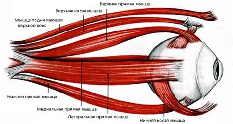 Роль мышц глаза в адаптации к диоптриям