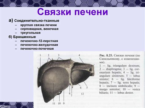 Роль нарзана сульфатного теплого в лечении печени