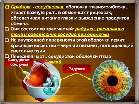 Роль наследственности в формировании глазного яблока