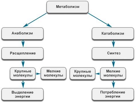 Роль нативного протеина в обмене веществ