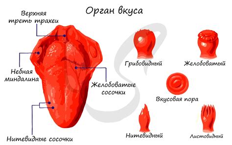 Роль нейропередачи в ощущении вкуса