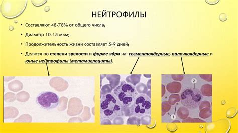 Роль нейтрофилов в иммунной системе женщин