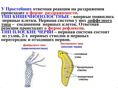 Роль нервной системы в покалывании языка