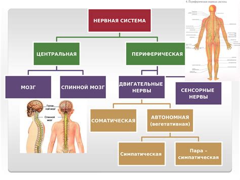 Роль нервной системы человека в жизни