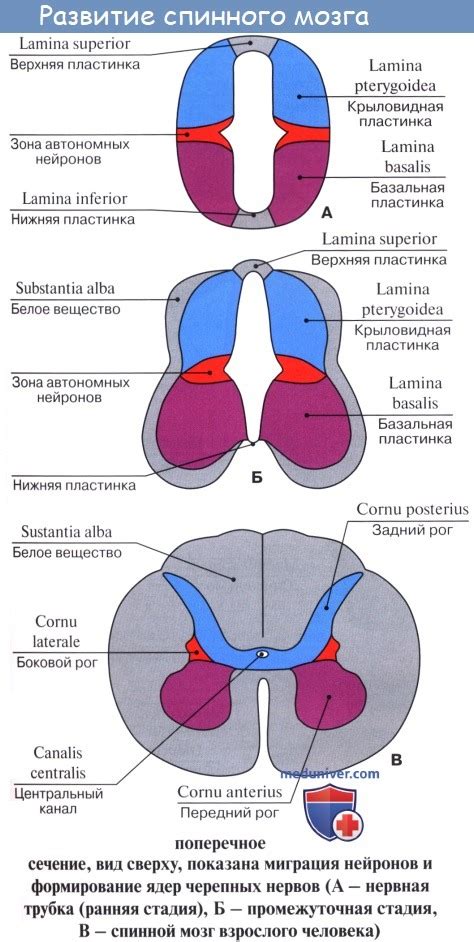 Роль нервной трубки в образовании головы и спинного мозга плода