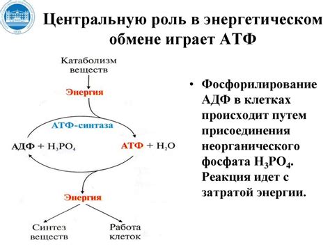 Роль ниацина в энергетическом обмене