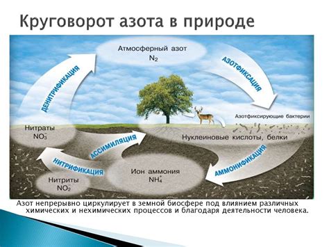 Роль нитратного азота в природе