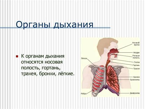 Роль носа в дыхательной системе и его функции