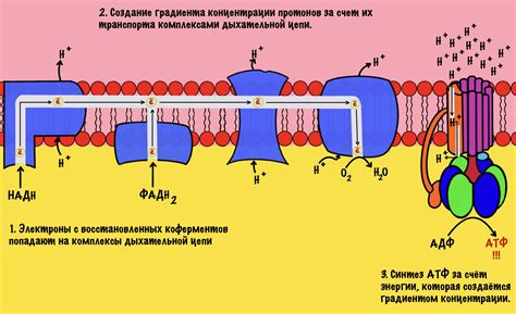 Роль окислительного фосфорилирования в клеточном обмене веществ